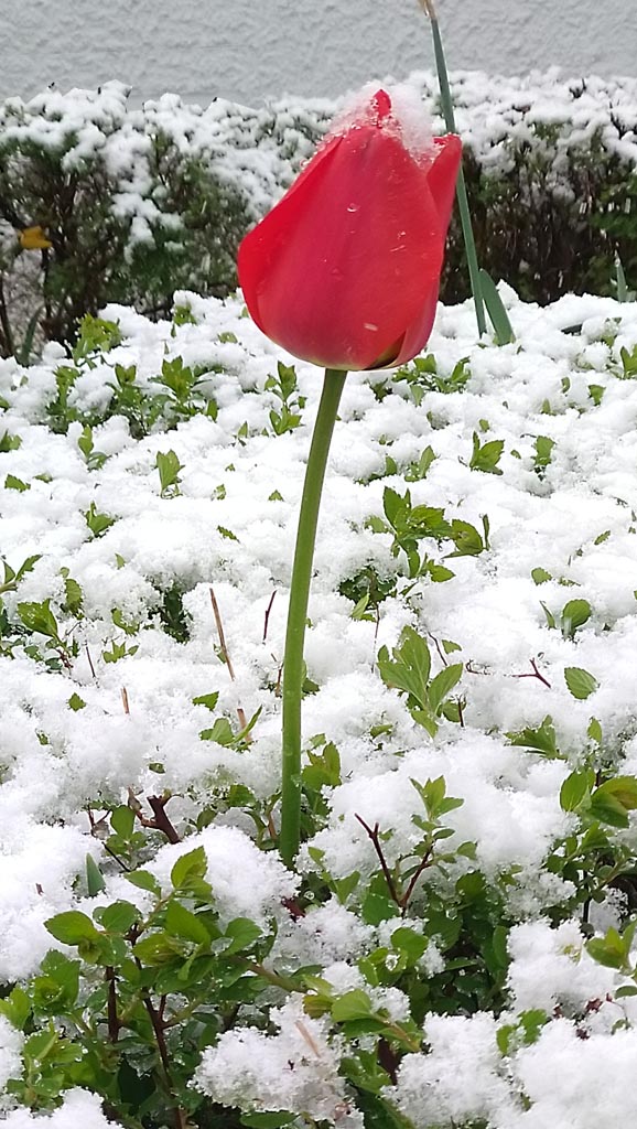 fruehling