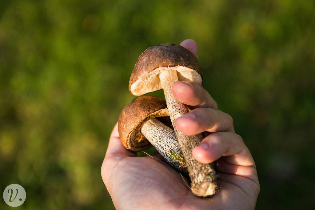 Hand mit Pilzen